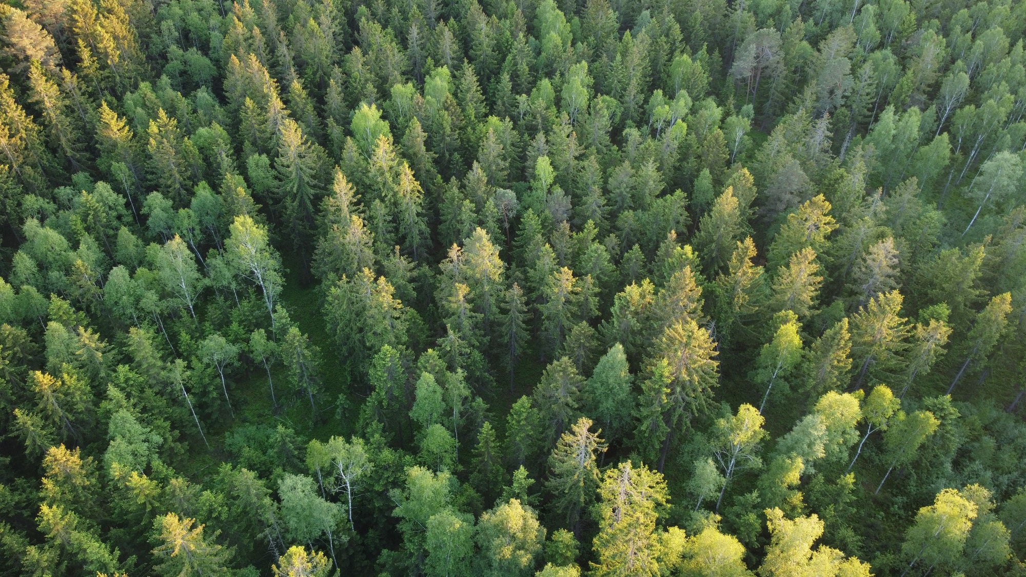 There's a Forest in Your Bathroom — The Case for a Non-Electric Bidet Attachment